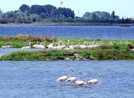 hotel-donatella de 2-de-57327-cervia-besuchen-giudata-zur-saline 011
